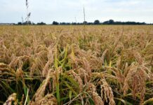 Confagricoltura, Ue accoglie proposte degli agricoltori su fitofarmaci