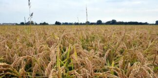 Confagricoltura, Ue accoglie proposte degli agricoltori su fitofarmaci