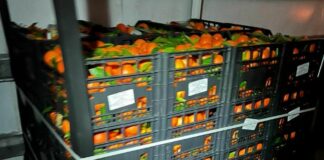 Bloccate a Malta tre tonnellate di agrumi importati dalla Sicilia