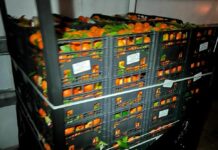 Bloccate a Malta tre tonnellate di agrumi importati dalla Sicilia