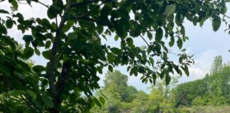 Lombardia, rapporto Ersaf “Una foresta di oltre 600mila ettari”