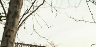 Roma, “Stop genocide”. Al Ponte Palatino compare opera a sostegno Gaza