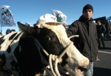 Protesta trattori, delegazione a San Pietro con la mucca Ercolina