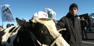 Protesta trattori, delegazione a San Pietro con la mucca Ercolina