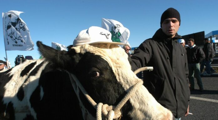 Protesta trattori, delegazione a San Pietro con la mucca Ercolina