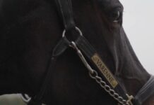 Su EQUtv il docufilm “Io sono Varenne, il figlio del Vento”