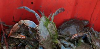 Granchio blu, approvata proposta declaratoria di calamità naturale