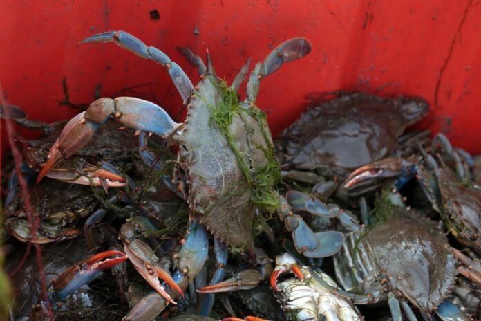 Raccolte delle vongole e pesca del granchio blu