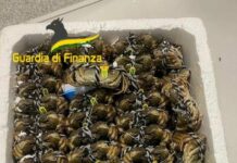 Varese, sequestrati granchi cinesi “vivi” all’aeroporto di Malpensa