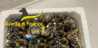 Varese, sequestrati granchi cinesi “vivi” all’aeroporto di Malpensa