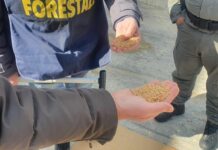 La Regione intensifica i controlli sul grano estero in arrivo a Pozzallo