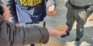 La Regione intensifica i controlli sul grano estero in arrivo a Pozzallo