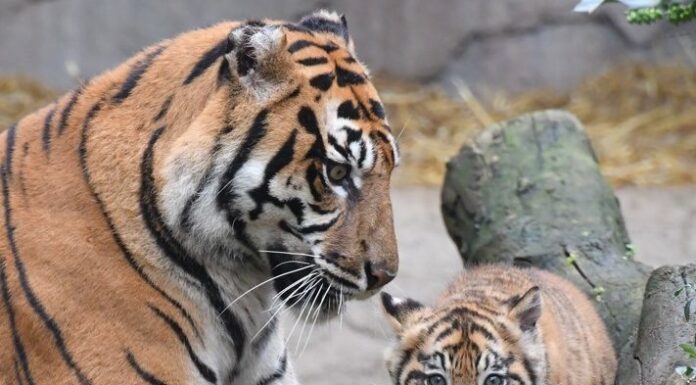 Il Bioparco di Roma svela al pubblico la tigrotta Kala