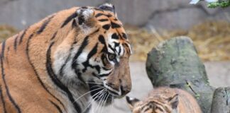 Il Bioparco di Roma svela al pubblico la tigrotta Kala