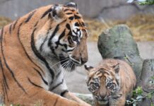 Il Bioparco di Roma svela al pubblico la tigrotta Kala