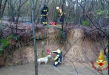 Vigili del Fuoco salvano cane intrappolato in acque di torrente in piena