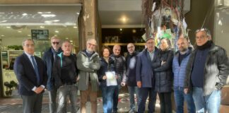 Una task force di agronomi per curare l’albero Falcone a Palermo
