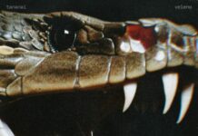 Tananai, esce oggi il nuovo singolo “Veleno”