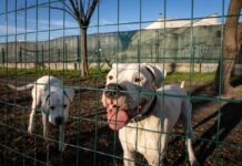 Mai più cani alle catena, giunta della Toscana approva la disposizione