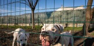 Toscana, cani e gatti potranno entrare in strutture sanitarie ed ospedali