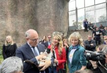 Patrizia Prestipino è la garante degli animali di Roma Capitale