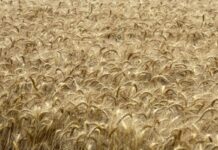 Dazi Ue sul grano russo, sul commercio agroalimentare tensioni Usa-Cina