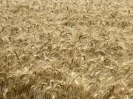 Confagricoltura lancia l’allarme sul grano duro italiano: “A rischio la nostra sovranità produttiva”