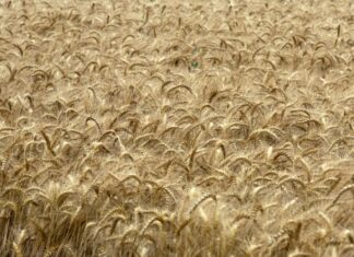 Confagricoltura lancia l’allarme sul grano duro italiano: “A rischio la nostra sovranità produttiva”
