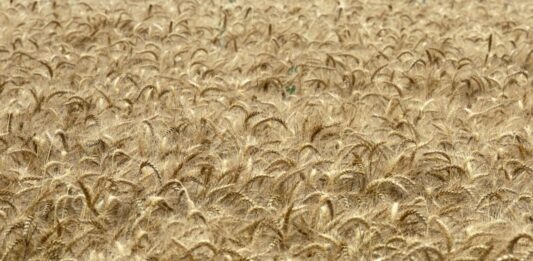 Confagricoltura lancia l’allarme sul grano duro italiano: “A rischio la nostra sovranità produttiva”
