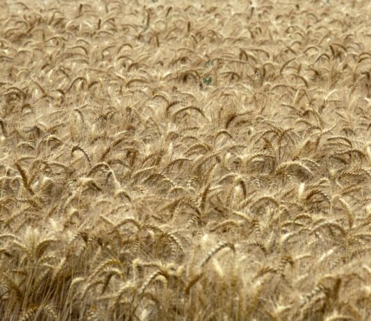 Confagricoltura lancia l’allarme sul grano duro italiano: “A rischio la nostra sovranità produttiva”