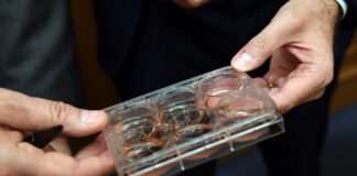 Carne coltivata. Studio Unife-Swg, dagli italiani interesse e curiosità