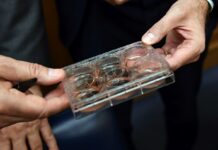 Carne coltivata. Studio Unife-Swg, dagli italiani interesse e curiosità