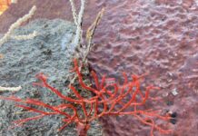 Diga foranea Genova, Webuild e Acquario insieme per l’ecosistema marino