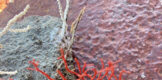 Diga foranea Genova, Webuild e Acquario insieme per l’ecosistema marino