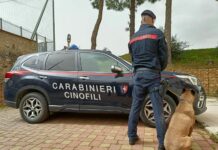 Stampava soldi e documenti falsi e in casa aveva armi, un arresto a Palermo
