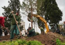 Roma, tornano i pini in Piazza Venezia