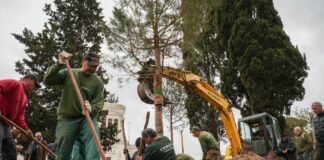 Roma, tornano i pini in Piazza Venezia