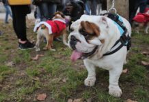 Scoperto traffico di animali, sfrutttavano volti noti come promoter