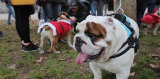 Scoperto traffico di animali, sfrutttavano volti noti come promoter