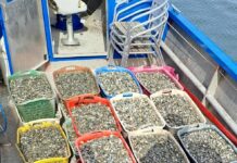 Prima raccolta di semina di vongola in Laguna di Venezia