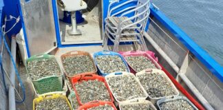 Prima raccolta di semina di vongola in Laguna di Venezia