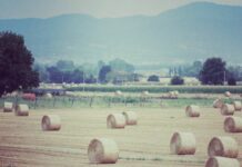 Insediato il nuovo Cda di Ismea, Proietti presidente, Zaganelli dg