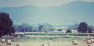 Insediato il nuovo Cda di Ismea, Proietti presidente, Zaganelli dg