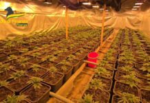 Scoperta a Firenze una “fabbrica della droga”, un arrestato