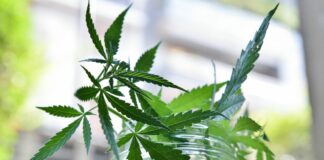 Maltesi tra sospettati in una truffa globale sulla cannabis terapeutica