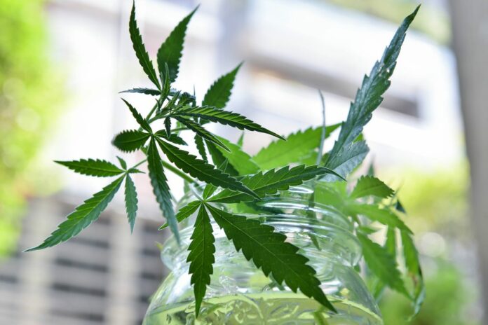Associazione Enzo Tortora, i Radicali presentano la raccolta firme per la proposta di legge regionale di iniziativa popolare sull'utilizzo di farmaci a base di Cannabinoidi