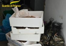 Modena, sequestrati 120 kg di prodotti ittici non tracciati