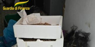 Modena, sequestrati 120 kg di prodotti ittici non tracciati