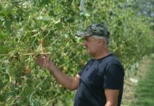 Sostegno di 13 milioni ai produzioni vini Doc e Igp dell’Emilia Romagna