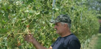 Sostegno di 13 milioni ai produzioni vini Doc e Igp dell’Emilia Romagna